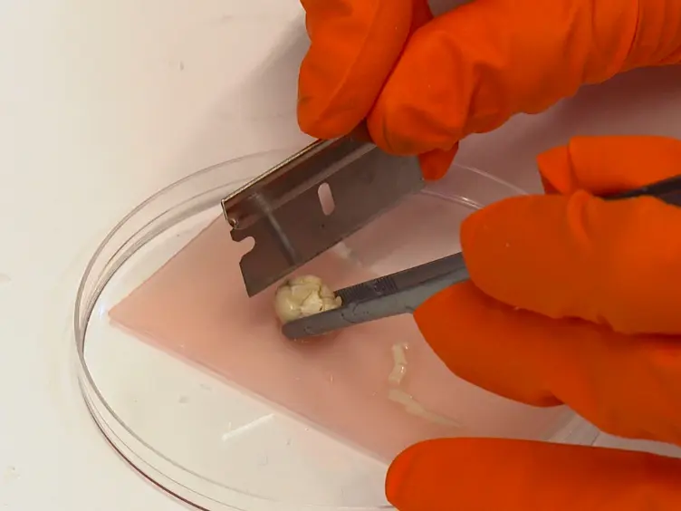 Immunohistochemical Analysis in the Rat Central Nervous System and Peripheral Lymph Node Tissue Sections