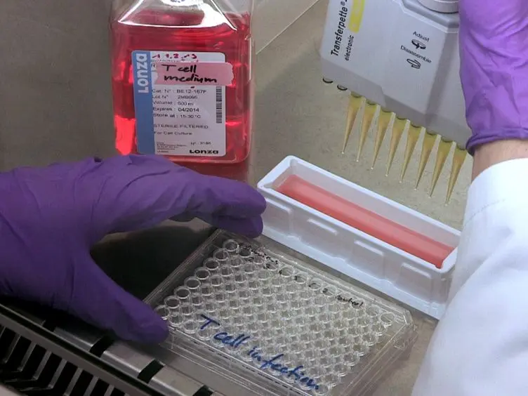 Adenoviral Transduction of Naive CD4 T Cells to Study Treg Differentiation