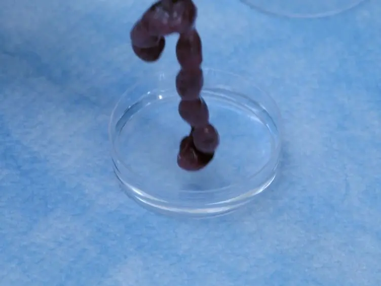 Isolation of Embryonic Ventricular Endothelial Cells