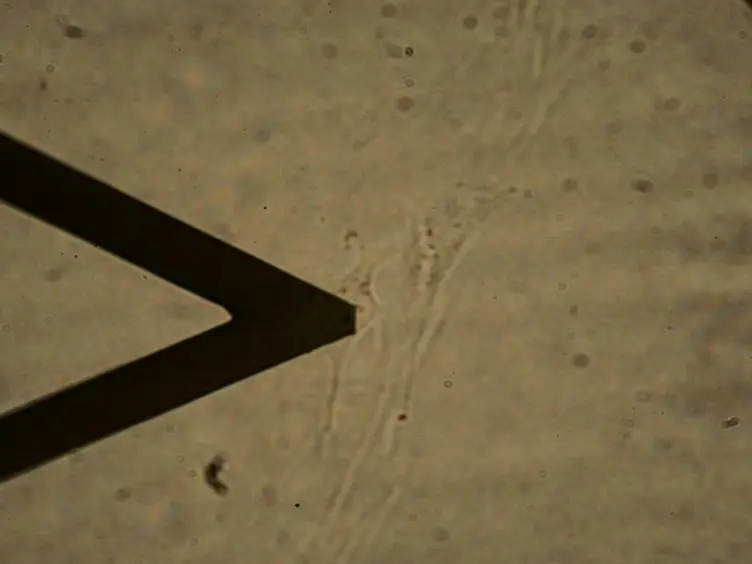 Measuring the Mechanical Properties of Living Cells Using Atomic Force Microscopy