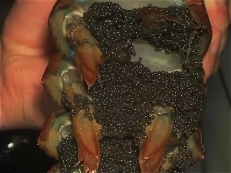 A Noninvasive Method For <em>In situ</em> Determination of Mating Success in Female American Lobsters (<em>Homarus americanus</em>)