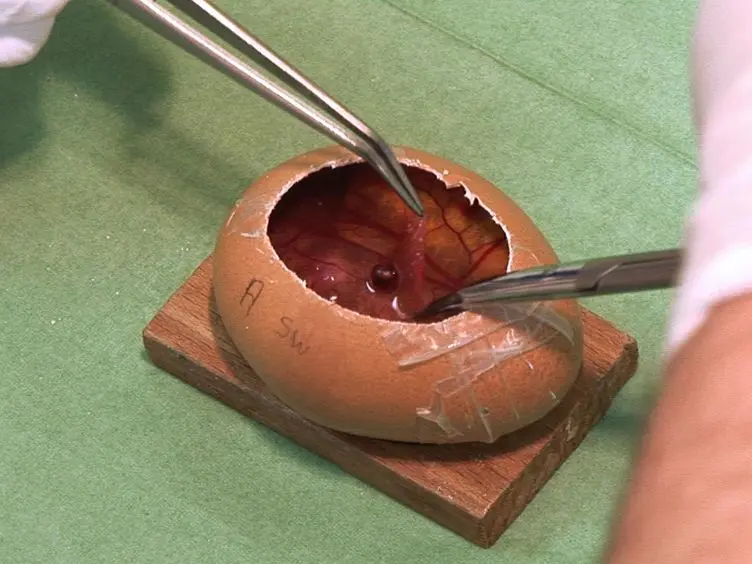 The <em>In ovo</em> CAM-assay as a Xenograft Model for Sarcoma