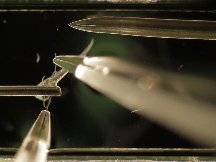 Force Measurement During Contraction to Assess Muscle Function in Zebrafish Larvae