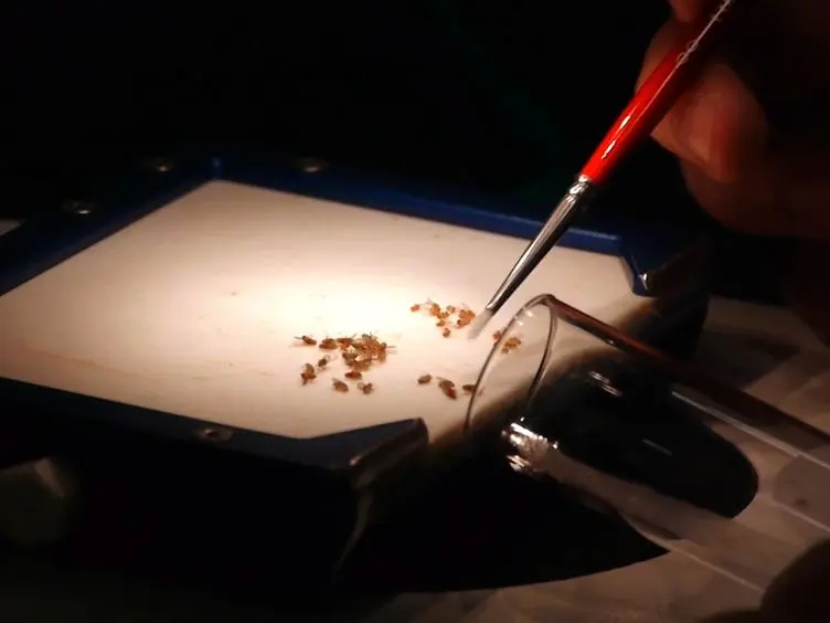 Assessing Differences in Sperm Competitive Ability in <em>Drosophila</em>