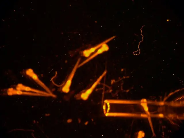 Motor Nerve Transection and Time-lapse Imaging of Glial Cell Behaviors in Live Zebrafish