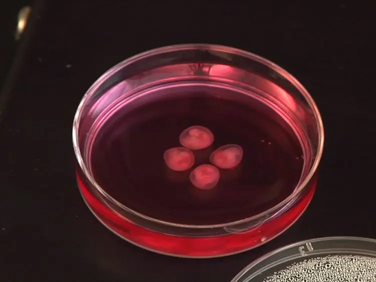 Mouse Embryonic Development in a Serum-free Whole Embryo Culture System