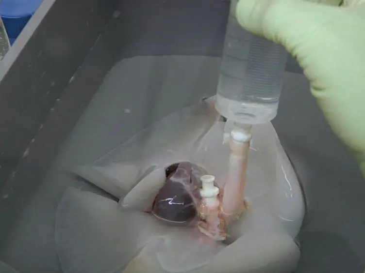 Nonhuman Primate Lung Decellularization and Recellularization Using a Specialized Large-organ Bioreactor