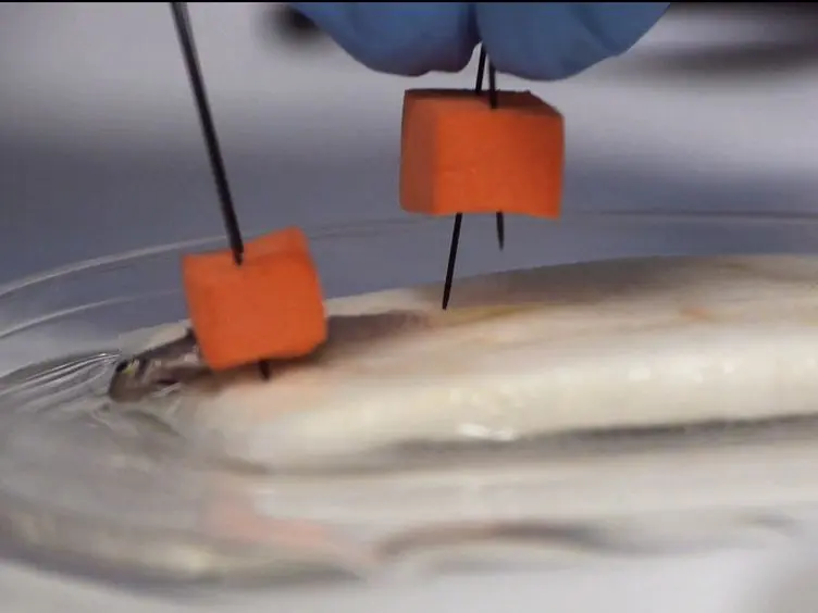 The Optokinetic Response as a Quantitative Measure of Visual Acuity in Zebrafish