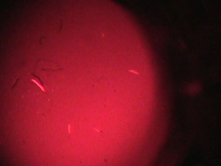 Using <em>Caenorhabditis elegans</em> as a Model System to Study Protein Homeostasis in a Multicellular Organism