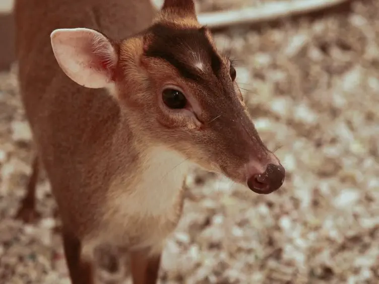 Transabdominal Ultrasound for Pregnancy Diagnosis in Reeves' Muntjac Deer