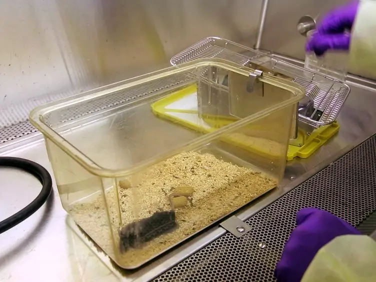 Establishment of a Surgically-induced Model in Mice to Investigate the Protective Role of Progranulin in Osteoarthritis