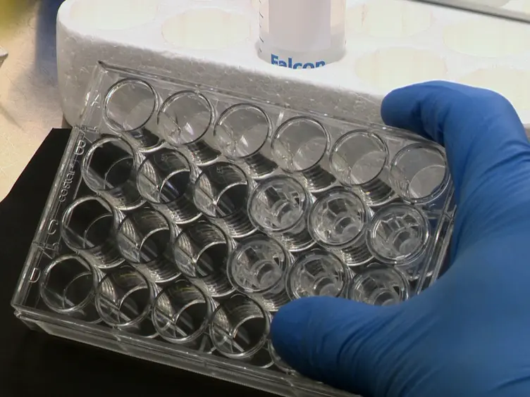 Improved Method for the Preparation of a Human Cell-based, Contact Model of the Blood-Brain Barrier