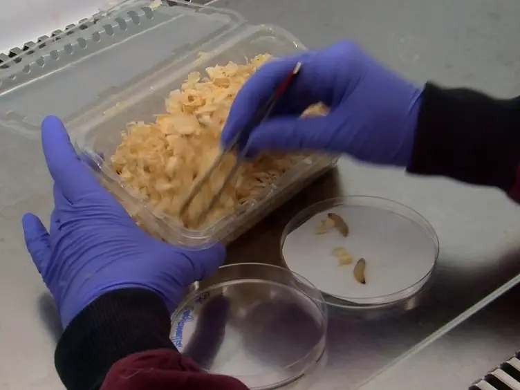 Use of <em>Galleria mellonella</em> as a Model Organism to Study <em>Legionella pneumophila</em> Infection