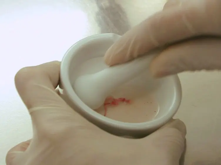 Bone Marrow-derived Macrophage Production