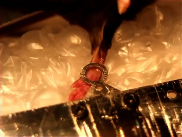 <em>In Vivo</em> Two-Photon Microscopy of Single Nerve Endings in Skin
