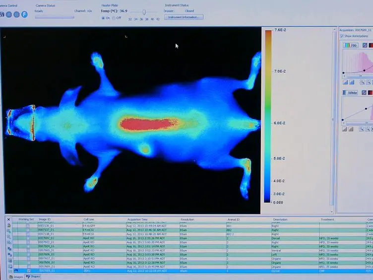 Imaging Denatured Collagen Strands <em>In vivo</em> and <em>Ex vivo</em> via Photo-triggered Hybridization of Caged Collagen Mimetic Peptides