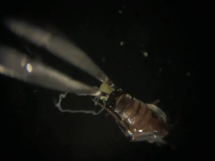Cytological Analysis of Spermatogenesis: Live and Fixed Preparations of <em>Drosophila</em> Testes