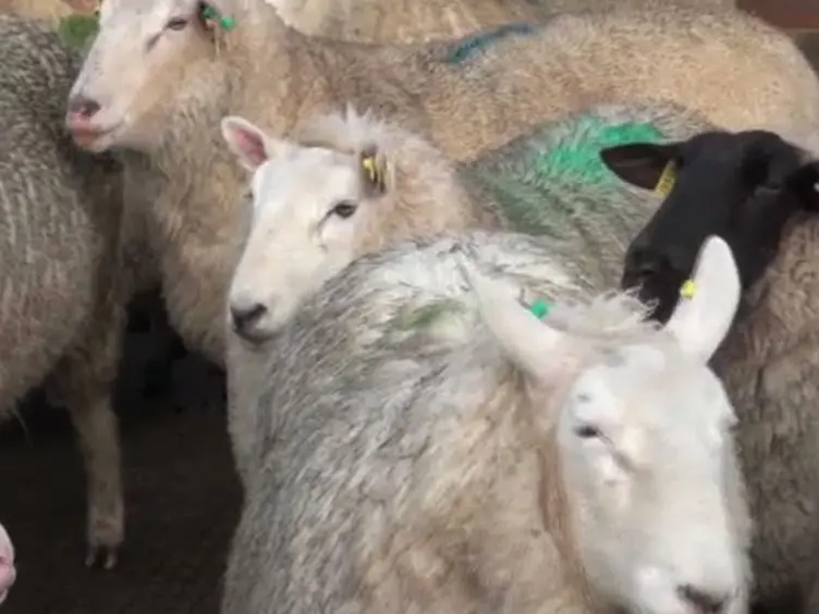 Clinical Examination Protocol to Detect Atypical and Classical Scrapie in Sheep