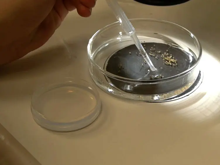 Dissection of <em>Xenopus laevis</em> Neural Crest for <em>in vitro</em> Explant Culture or <em>in vivo</em> Transplantation