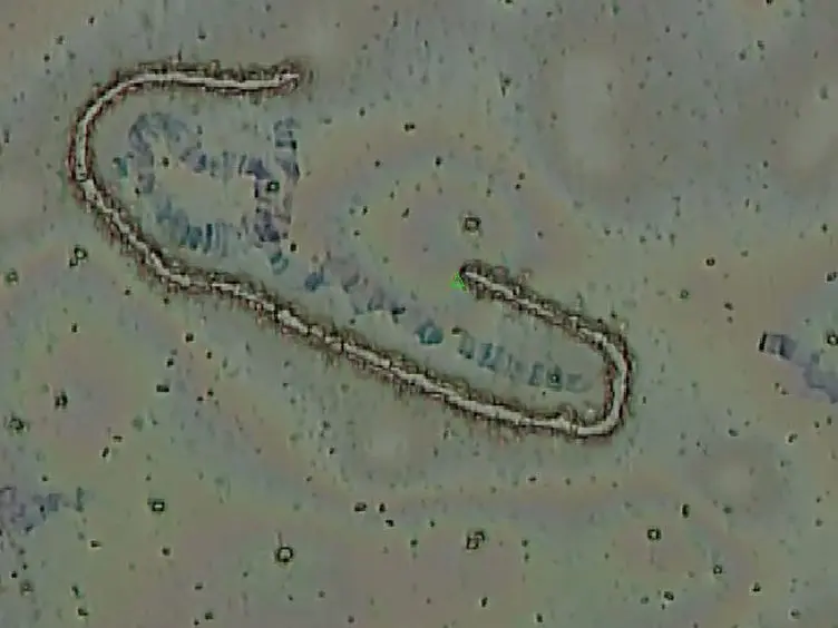 2D and 3D Chromosome Painting in Malaria Mosquitoes