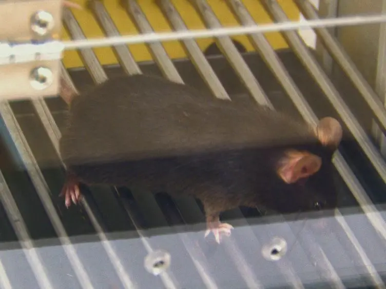 Trace Fear Conditioning in Mice