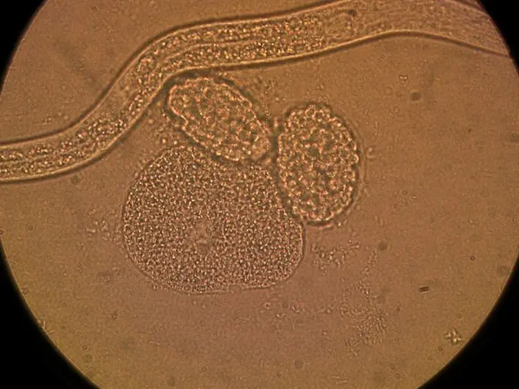 Visualizing Neuroblast Cytokinesis During <em>C. elegans</em> Embryogenesis