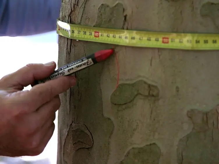 A Venturi Effect Can Help Cure Our Trees