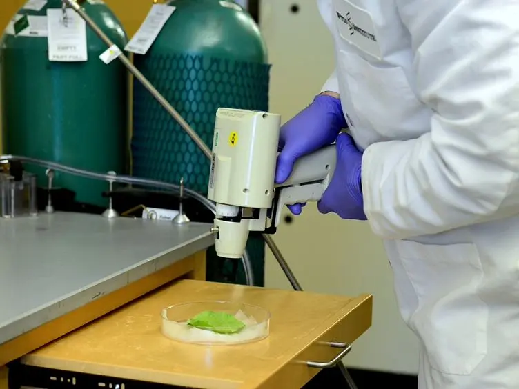 Transient Gene Expression in Tobacco using Gibson Assembly and the Gene Gun