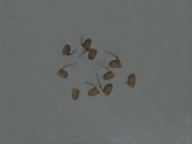 Whole Mount Immunolabeling of Olfactory Receptor Neurons in the <em>Drosophila</em> Antenna