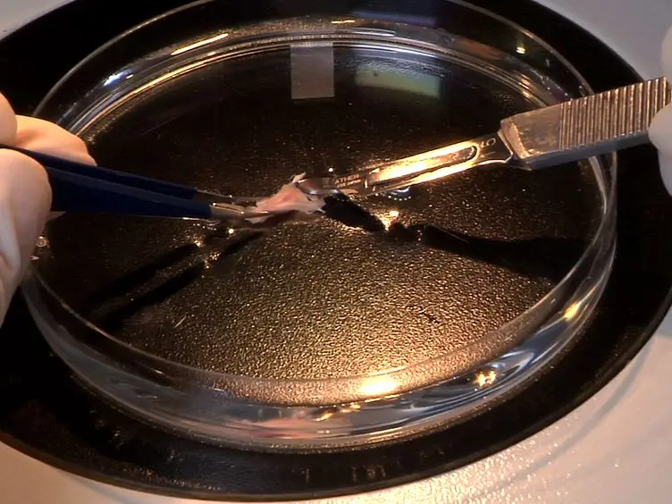Isolation and Culture of Dental Epithelial Stem Cells from the Adult Mouse Incisor