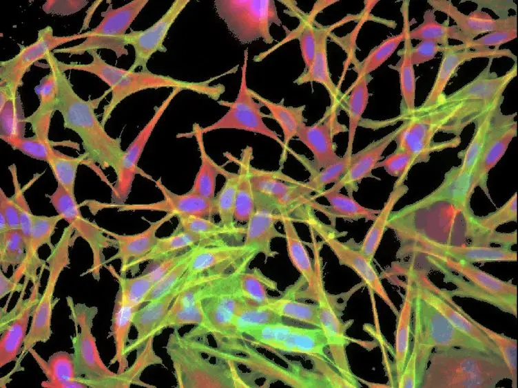 Rapid Analysis and Exploration of Fluorescence Microscopy Images