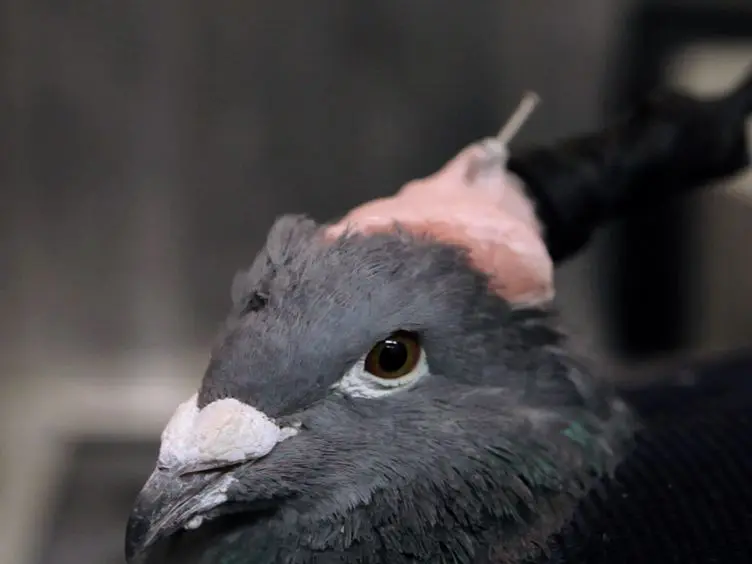Recording Single Neurons' Action Potentials from Freely Moving Pigeons Across Three Stages of Learning