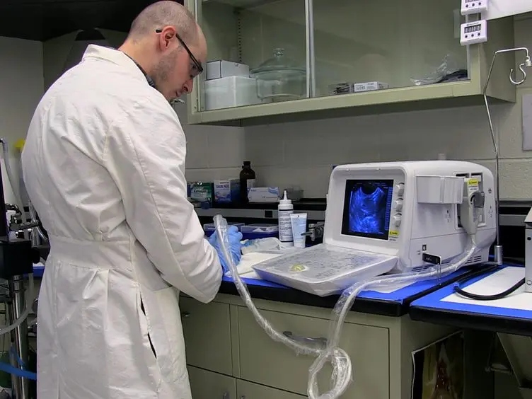 Diagnostic Ultrasound Imaging of Mouse Diaphragm Function