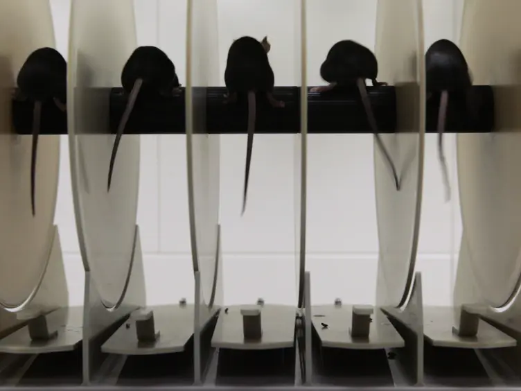 Assessing Functional Performance in the <em>Mdx</em> Mouse Model