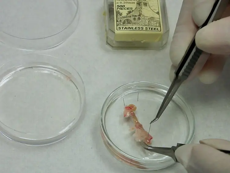 Cell Labeling and Injection in Developing Embryonic Mouse Hearts