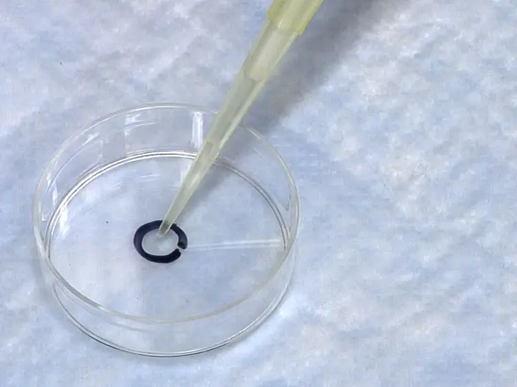 Human Neutrophil Flow Chamber Adhesion Assay