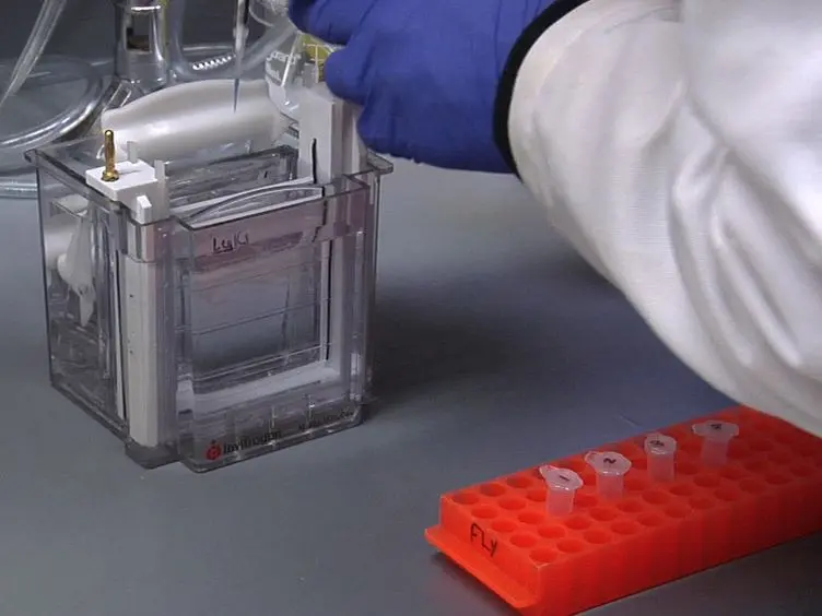 Reconstitution Of β-catenin Degradation In <em>Xenopus</em> Egg Extract