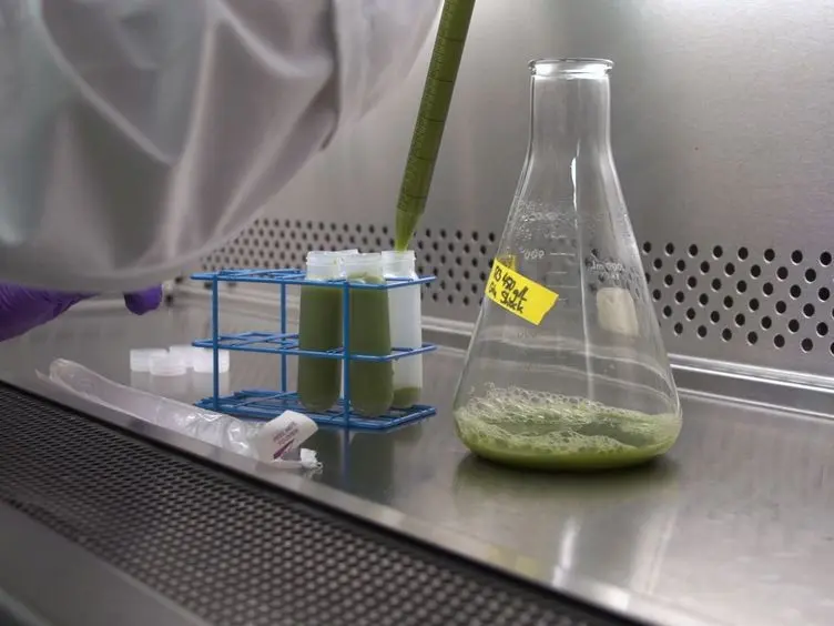 A Simple and Rapid Protocol for Measuring Neutral Lipids in Algal Cells Using Fluorescence