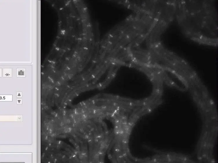Super-resolution Imaging of the Cytokinetic Z Ring in Live Bacteria Using Fast 3D-Structured Illumination Microscopy (f3D-SIM)