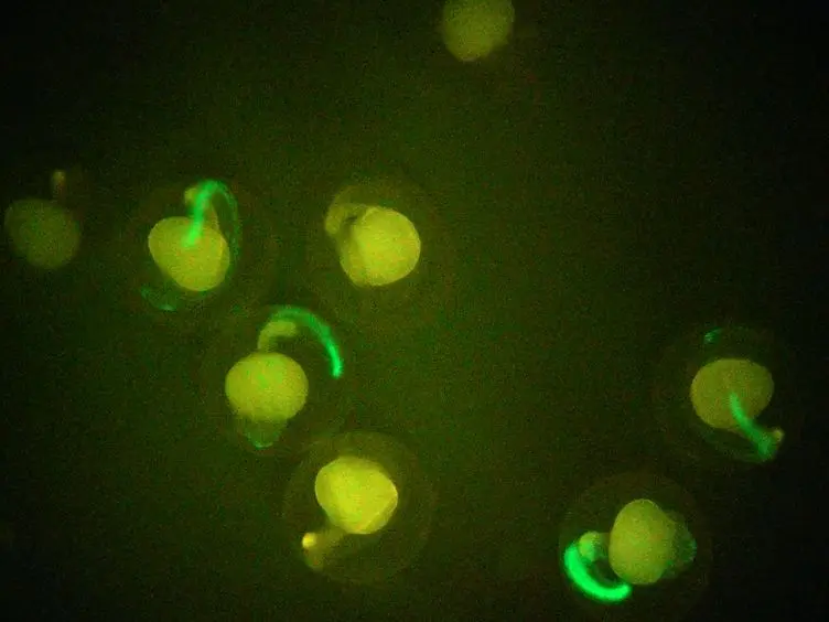 Spinal Cord Transection in the Larval Zebrafish