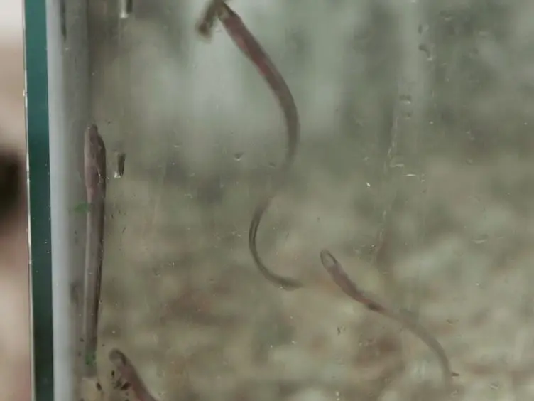 Complete Spinal Cord Injury and Brain Dissection Protocol for Subsequent Wholemount <em>In Situ</em> Hybridization in Larval Sea Lamprey