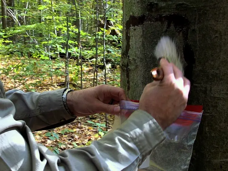 A Technique to Screen American Beech for Resistance to the Beech Scale Insect (<em>Cryptococcus fagisuga</em> Lind.)