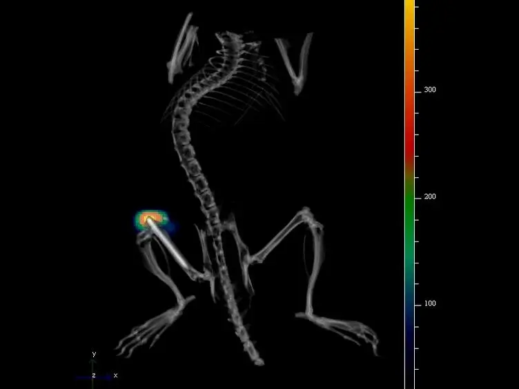 Combined <em>In vivo</em> Optical and µCT Imaging to Monitor Infection, Inflammation, and Bone Anatomy in an Orthopaedic Implant Infection in Mice