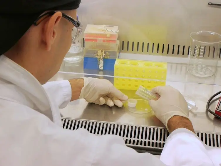 The Use of Fluorescent Target Arrays for Assessment of T Cell Responses <em>In vivo</em>
