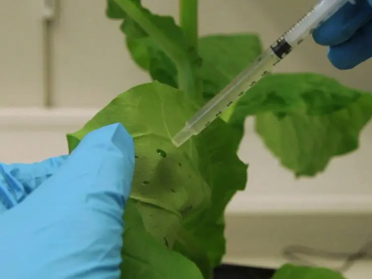 Expression of Recombinant Cellulase Cel5A from <em>Trichoderma reesei</em> in Tobacco Plants