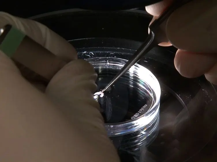 <em>In Vitro</em> Pancreas Organogenesis from Dispersed Mouse Embryonic Progenitors