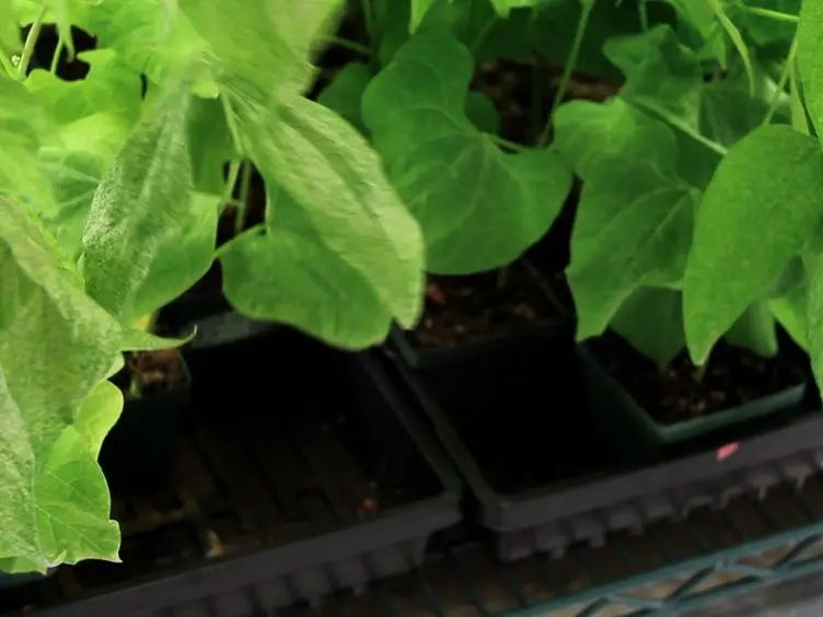 Application of Two-spotted Spider Mite <em>Tetranychus urticae</em> for Plant-pest Interaction Studies