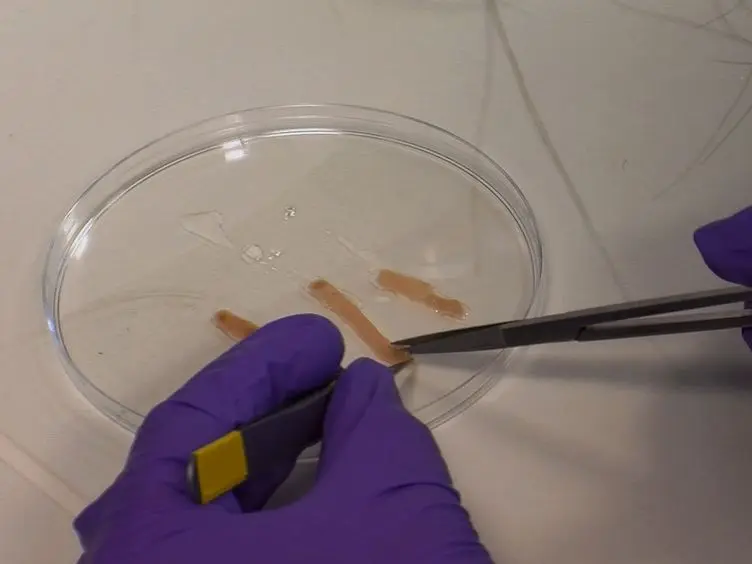 A Video Protocol of Retroviral Infection in Primary Intestinal Organoid Culture