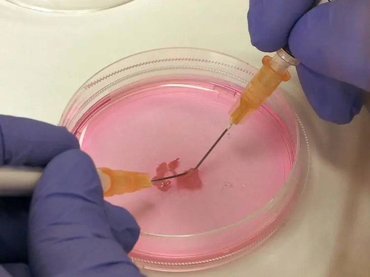 Isolation of Murine Lymph Node Stromal Cells
