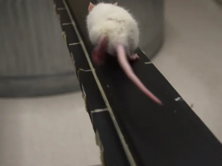 A Novel Model of Mild Traumatic Brain Injury for Juvenile Rats